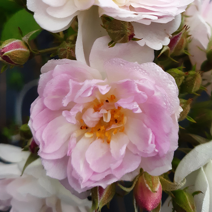 Rose Climbing Sense and Sensibility 3L-4L Potted
