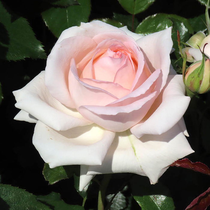 Rose Platinum 70th Wedding 4L pot
