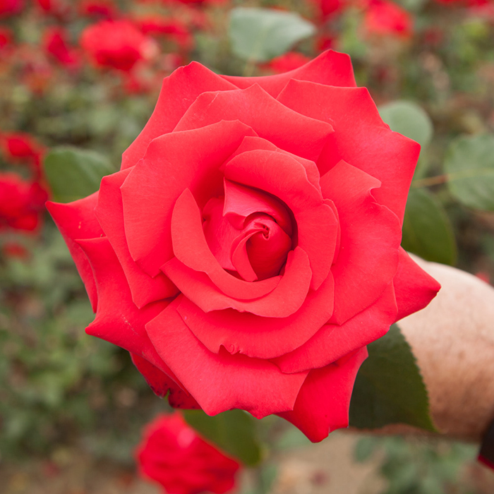 Rose My Valentine 3L-4L pot