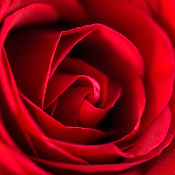 Rose My Valentine 3L-4L pot