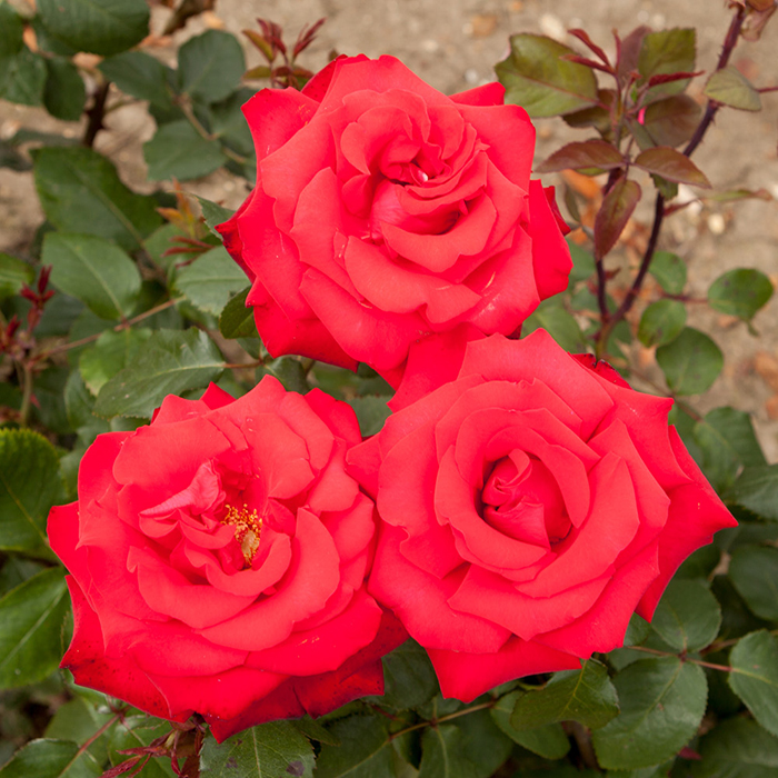 Rose My Valentine 3L-4L pot