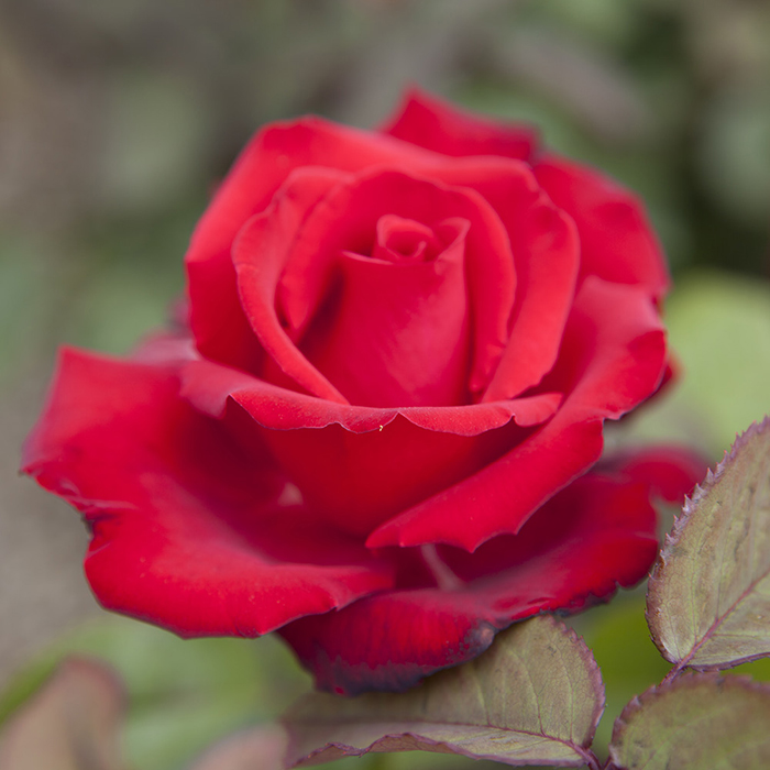 Rose My Valentine 3L-4L pot