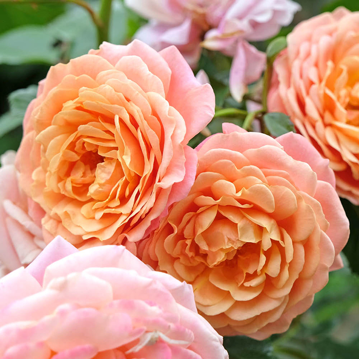 Rose Peach Melba Climbing BR x2