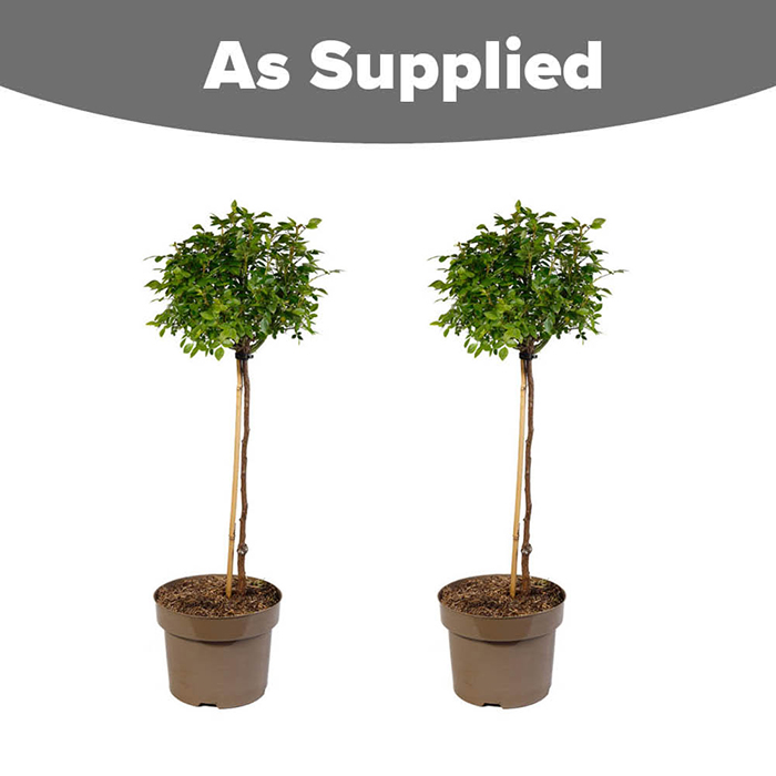 Rose Patio Standard Snowcap 5L 80/90cm X2