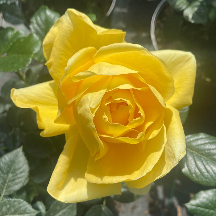 Rose Fab at 65 4L pot