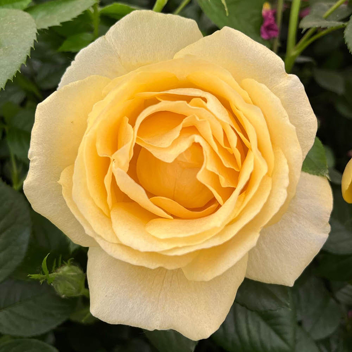 Rose Fab at 65 4L pot