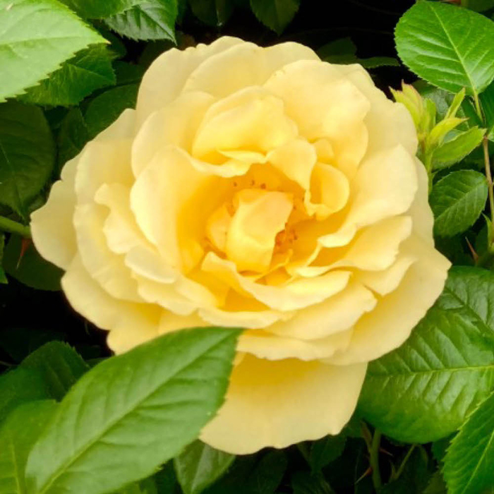 Rose Fab at 65 4L pot