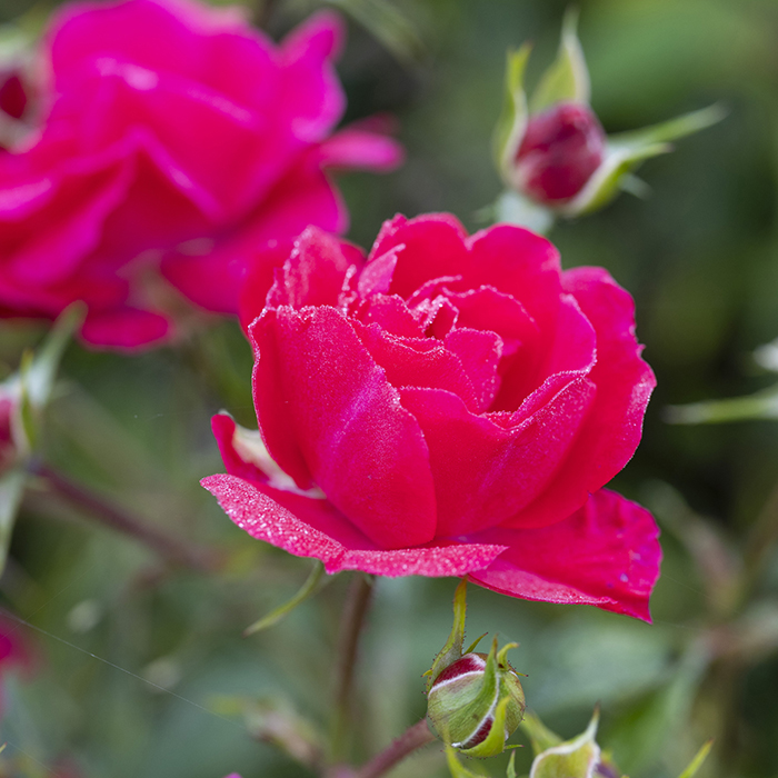Rose Fab at 75 4L pot