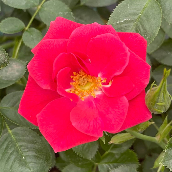 Jason's Rose 4L Pot
