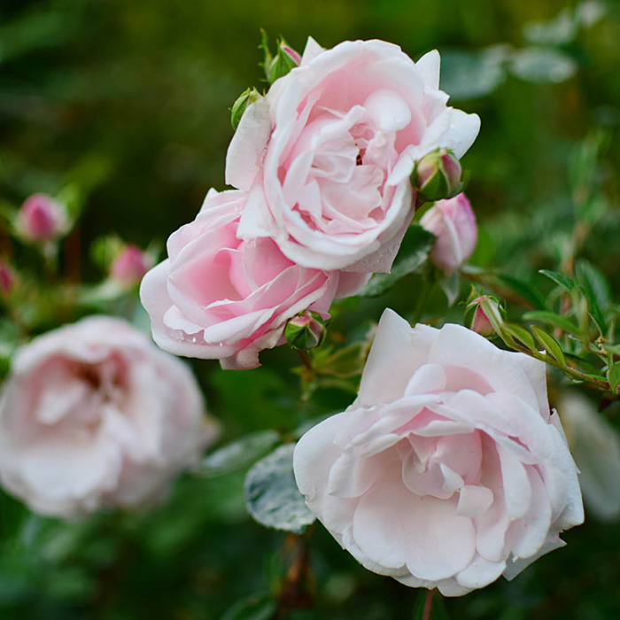 Joseph's Rose 4L Pot
