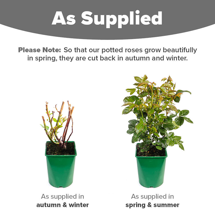 Jeffrey's Rose 4L Pot