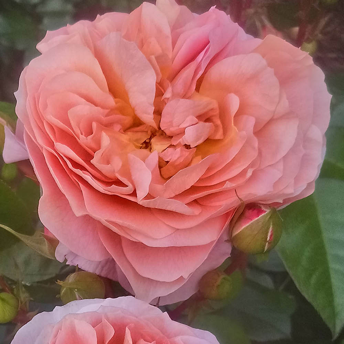 Charles' Rose 4L Pot