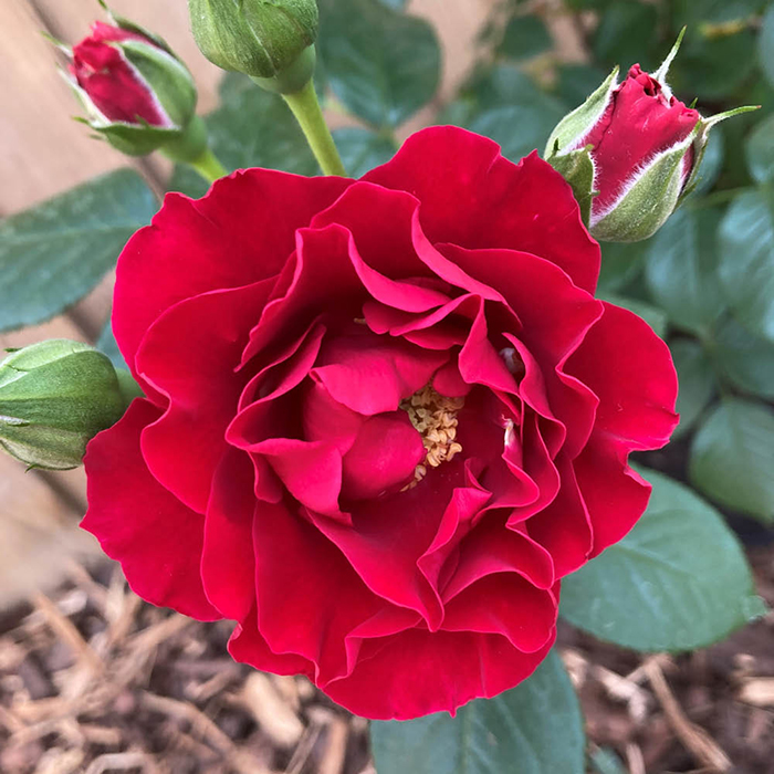 Amy's Rose 4L Pot