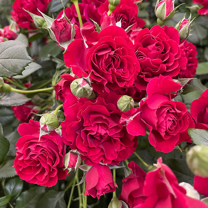 Amy's Rose 4L Pot