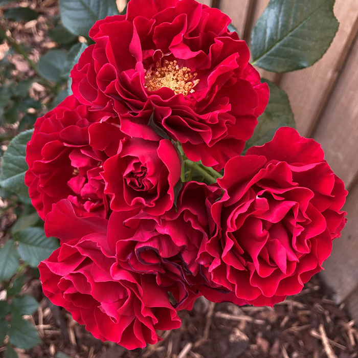 Amy's Rose 4L Pot