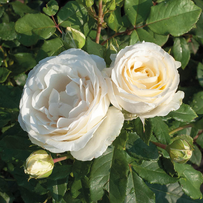 Melissa's Rose 4L Pot