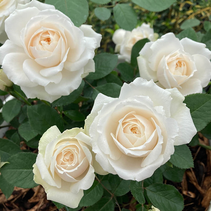 Kimberly's Rose 4L Pot