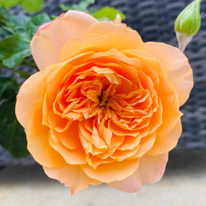 Heather's Rose 4L Pot