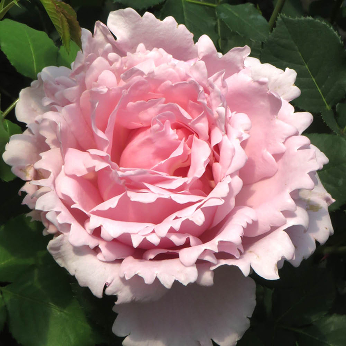 Peter's Rose 4L Pot