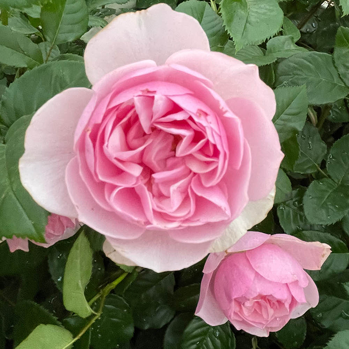 Rose Fab at 90 4L pot