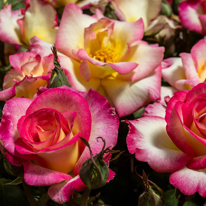 Rose You're My everything BR (ROTY 2025) x2