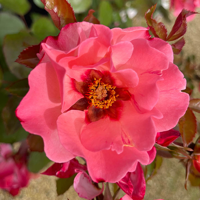 Rose Alissar Princess Of Phoenicia bare root