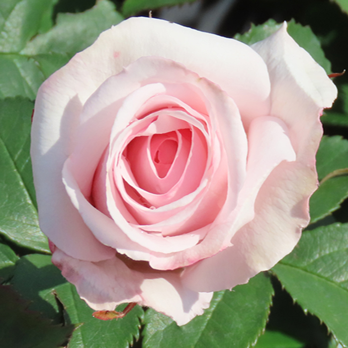 Rose China Wedding 20th Anniversary bare root