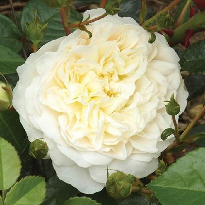 Rose Perpetually Yours Climbing bare root