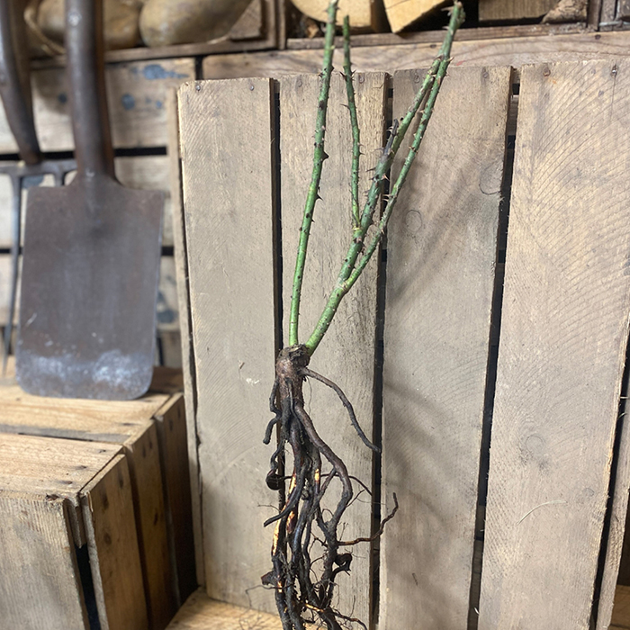 Rose Perpetually Yours Climbing bare root