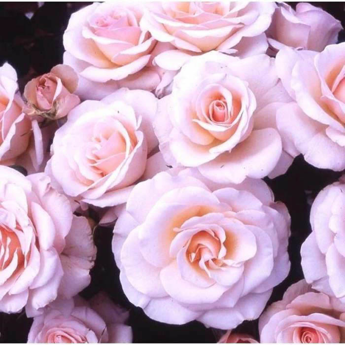 Rose Fab at 40 bare root