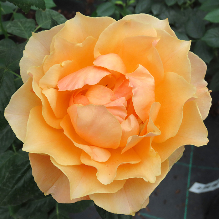 Rose Henrietta Barnett bare root