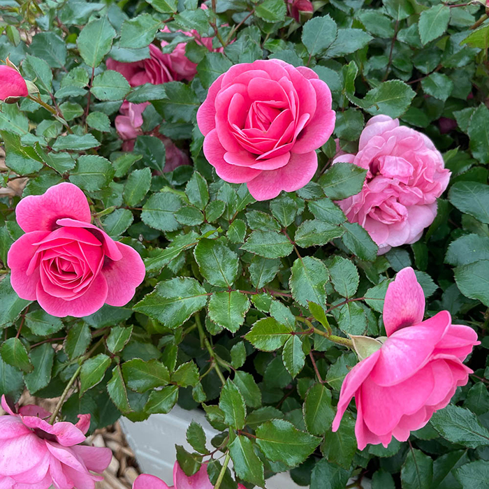 Rose Persian Mystery bare root