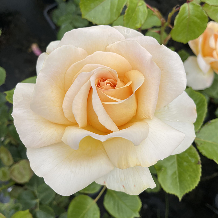 Rose Hunts Blind Centenary bare root