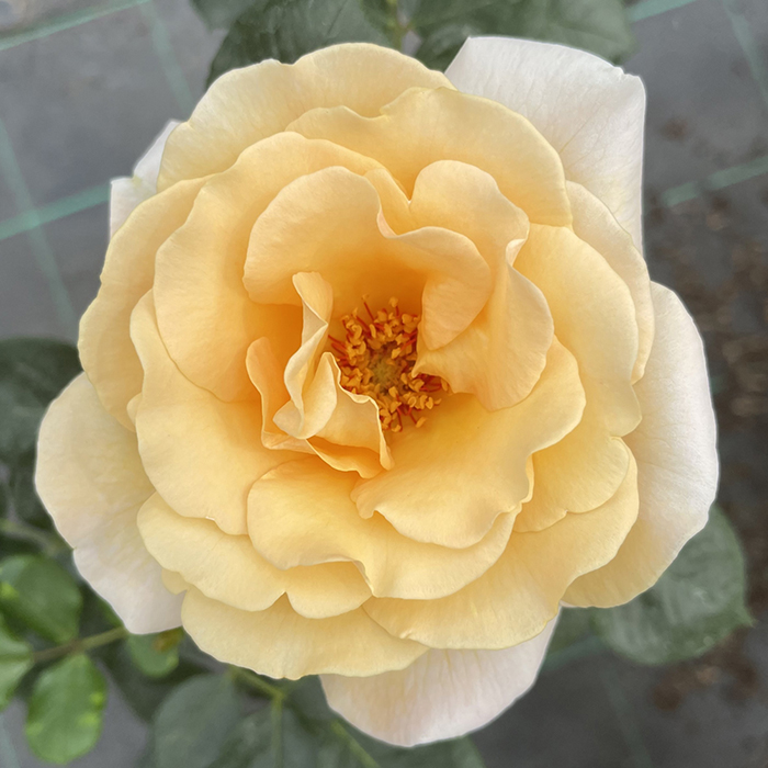 Rose Hunts Blind Centenary bare root