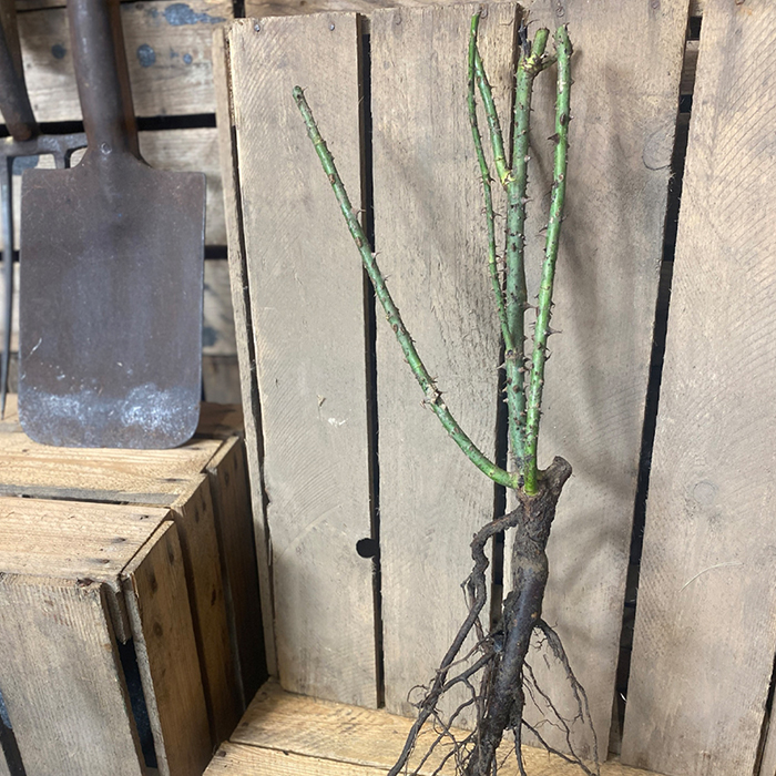 Rose Hunts Blind Centenary bare root