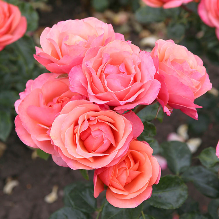 Rose Coral Gardens BR (ROTY 2026)