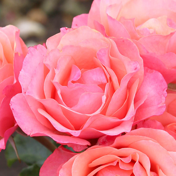 Rose Coral Gardens BR (ROTY 2026)