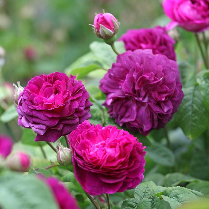 Rose Cardinal de Richelieu BR