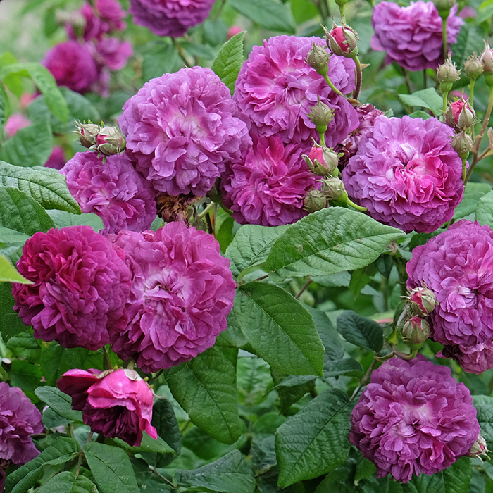 Rose Cardinal de Richelieu BR
