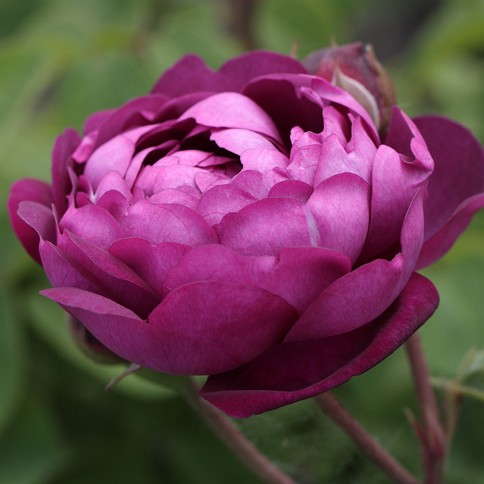 Rose Cardinal de Richelieu BR x2