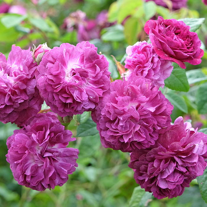 Rose Cardinal de Richelieu BR x2