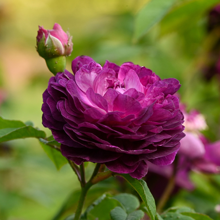 Rose Cardinal de Richelieu BR x2