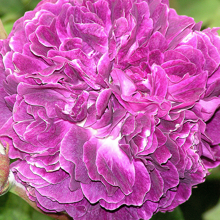 Rose Cardinal de Richelieu BR x2