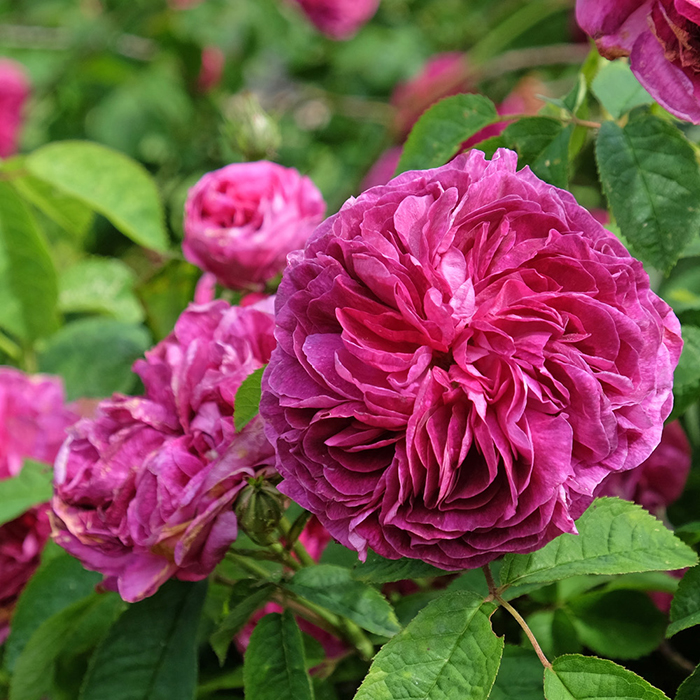 Rose Charles de Mills BR