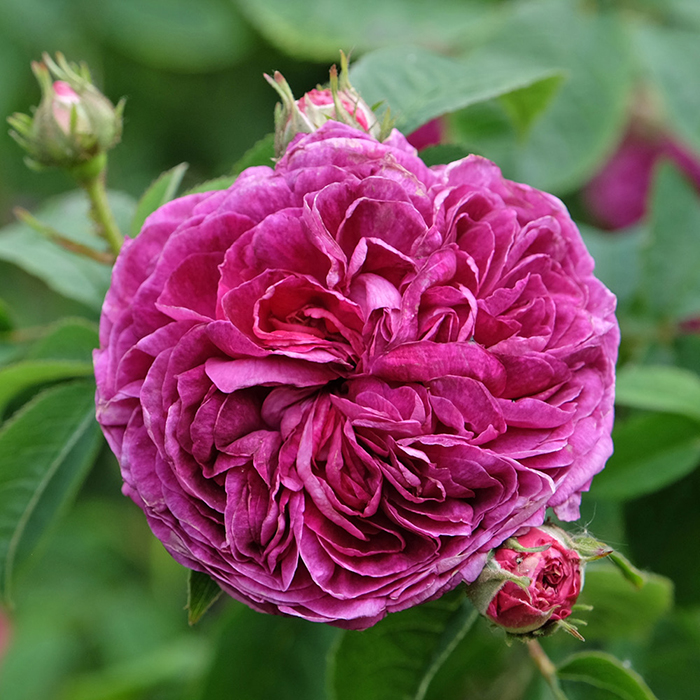 Rose Charles de Mills BR