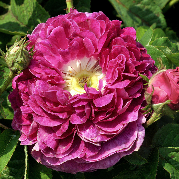 Rose Charles de Mills BR x2