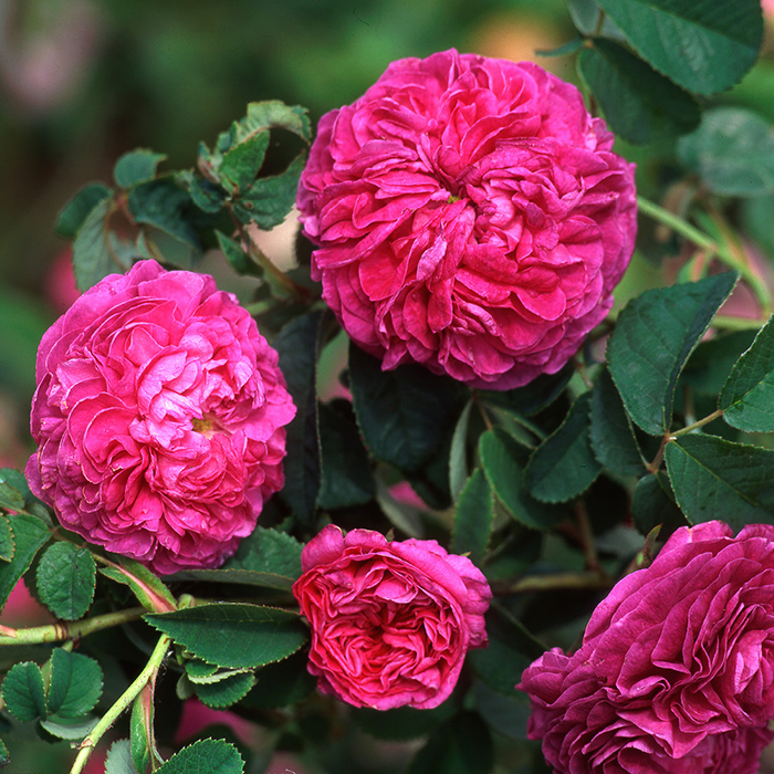 Rose Charles de Mills BR x2