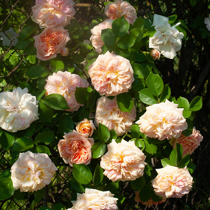 Rose Climbing Alchymist BR