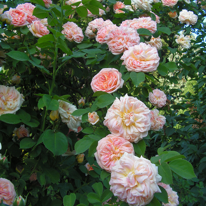 Rose Climbing Alchymist BR