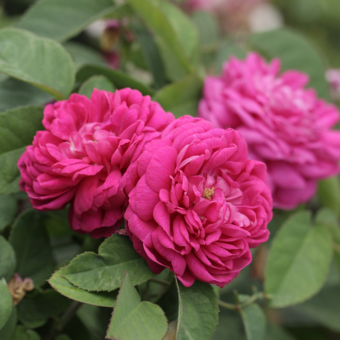 Rose De Rescht BR